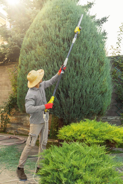 Best Lawn Maintenance Plans  in Oasis, CA